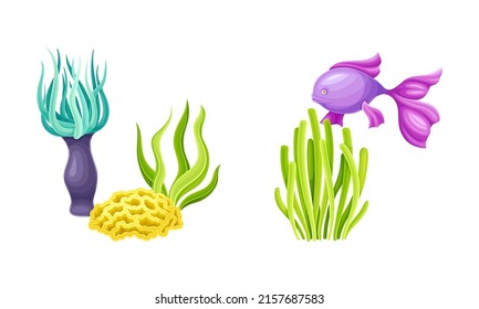 Marine fish and algae seaweed plants set. Undersea biodiversity fauna elements cartoon vector illustration