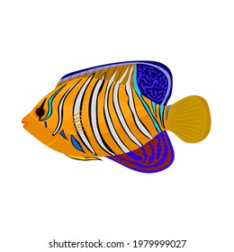 marine fish angelfish isolated on a white background. Vector illustration