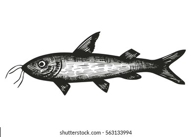 Marine fish catfish sketch. vector illustration