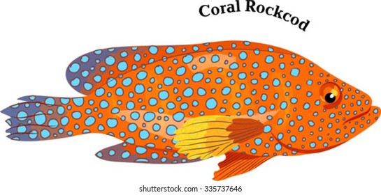 Marine Fish (Coral Rockcod)