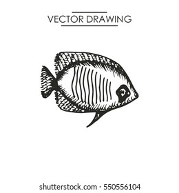 marine fish drawing. vector illustration