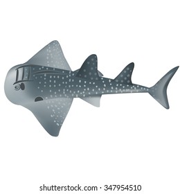 marine fish illustrator