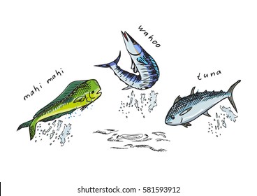 Marine fish. Mahi-Mahi, tuna, Wahoo