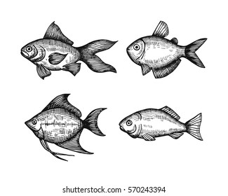 marine fish set of sketches. vector