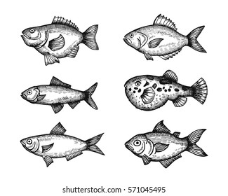 marine fish set of sketches. vector illustration