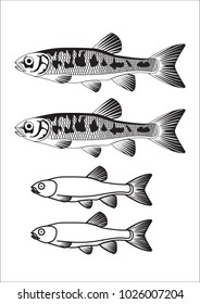 marine fish of two kinds