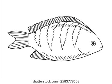 Marine fish. Vector illustration. Graphic style in ink.
Marine theme for posters, aquariums, prints, cards, decoration of restaurants.