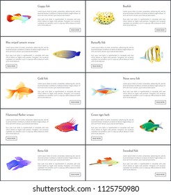Marine fishes collection color vector illustration of boxfish guppy golden and neon tetra with colorful wrasses, isolated on white aquatic citizen set