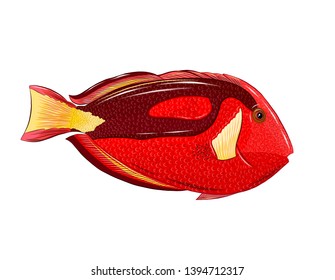 marine fish-surgeon red bright art