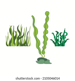 Marine flora and fauna,vector simple illustration.