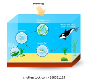 marine food web. diagram shows the relationships among organisms living in ocean. producers and consumers: tuna, killer whale, shrimps and plankton.