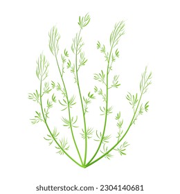 Algas verdes marinas. Planta de acuario aislada de fondo blanco. Ilustración vectorial hornwort