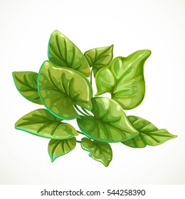 Marine green algae object1 isolated on white background