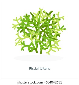 Marine green algae sea life object isolated on white background