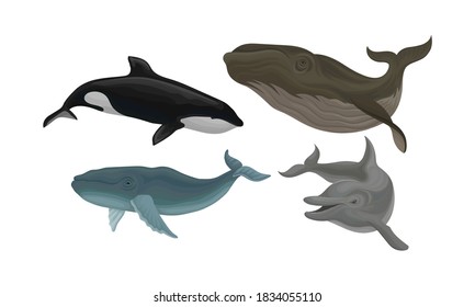 Marine Habitant with Dolphin and Whale Vector Set