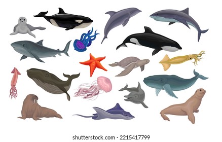 Marine Habitant and Sea Mammal with Dolphin, Shark, Whale, Squid, Jellyfish and Walrus Big Vector Set