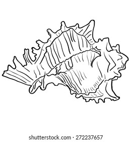 Marine hand drawn shell. Sketch cut-out vector illustration.