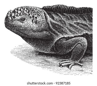 Marine Iguana (Amblyrhynchus cristatus) / vintage illustration from Meyers Konversations-Lexikon 1897