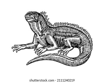 Marine iguana, exotic reptile, engraving. Vector illustration with lines in black ink isolated on a white background in a hand drawn style.