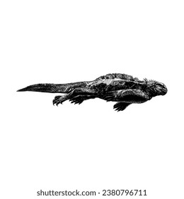 Marine Iguana hand drawing vector isolated on white background.