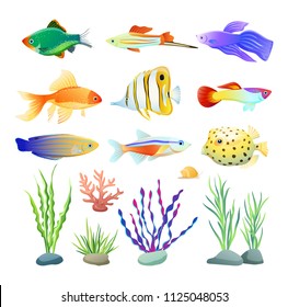 Marine inhabitant variety and sea or decorative algae. Aquarium fish types colorful cartoon depiction on white vector illustration set of aquarium fishery