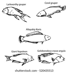 Marine inhabitants with names. Pencil sketch by hand.