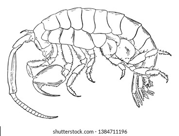 Marine Isopod Is In The Sand Under Rocks And In The Seaweed, Vintage Line Drawing Or Engraving Illustration.