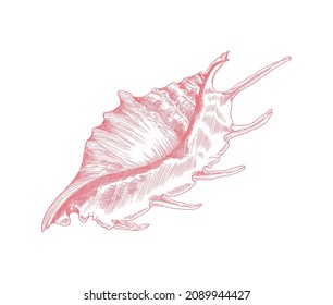 Marine lambis shell or conch in hand drawn sketch style, vector illustration isolated on white background. Seashell and ocean life inhabitant with etching texture. Great for marine or aquatic design.