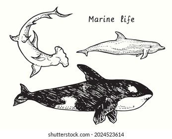 Marine life collection. Great Hummerhead shark, Killer whale (Orca), Bottlenose dolphin side view. Ink black and white doodle drawing in woodcut outline style  illustration