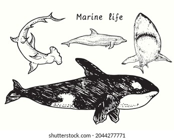 Marine Life Collection, Great Hummerhead Shark, Orca, Bottlenose Dolphin, Great White Shark Carcharodon Carcharias . Ink Black And White Doodle Drawing In Woodcut  Style Illustration