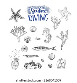 Marine life hand drawn sketches. Set of line drawing illustration of sea creatures- crab, actininia, sea shells, fish, starfish, seahorse, corral, algae, seaweed and lettering inscription Scuba Diving