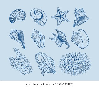 Marine life hand drawn vector illustration set. Seashells, scallops freehand drawings on blue background. Corals, reef ecosystem fauna, seaweeds, laminaria engraved outlines. Poster design element