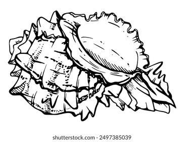 Marine life, sea ocean underwater creatures fish, shells algae seaweed, Ink and pen sketch hand drawn. Single object illustration, stylized, isolated on white. Zoo shop, aquarium, cosmetics, resort