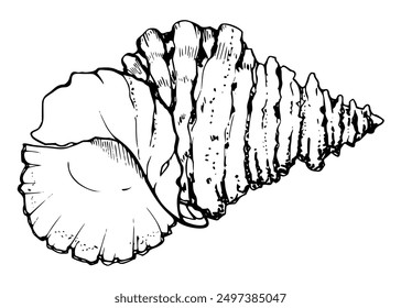 Marine life, sea ocean underwater creatures fish, shells algae seaweed, Ink and pen sketch hand drawn. Single object illustration, stylized, isolated on white. Zoo shop, aquarium, cosmetics, resort