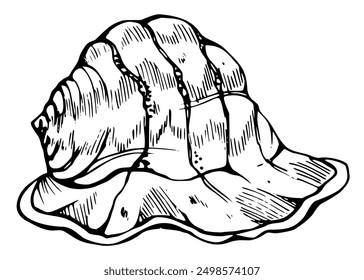 Marine life, sea ocean underwater creatures fish, shells algae seaweed, Ink and pen sketch hand drawn. Single object illustration, stylized, isolated on white. Zoo shop, aquarium, cosmetics, resort