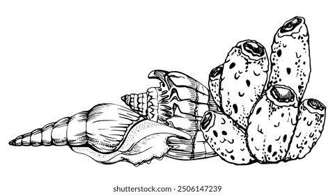 Marine life, sea ocean underwater creatures fish, shells algae seaweed, Ink and pen sketch hand drawn. Composition illustration, stylized, isolated on white. For zoo shop, aquarium, cosmetics, resort