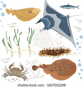 Marine life set. Fish vector. Stingray, flounder, crab, seaweed drawing. Sea animals cartoon