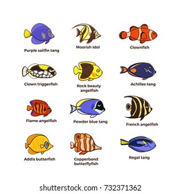 Marine life tropical colorful fish set illustration in cartoon. Aquarium draft vector design. Purple sailfin tang, Moorish idol, clown triggerfish, Achilles tang, Pouder blue tang, French angelfish