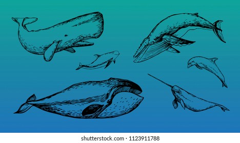 Marine life.Whales and dolphins. Vector illustration