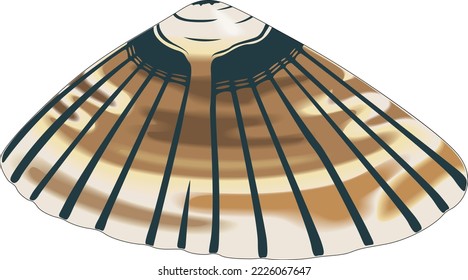 Marine Limpet Seashell Vector Illustration