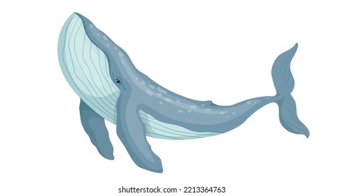 Marine mammal blue whale.Cartoon vector graphic.