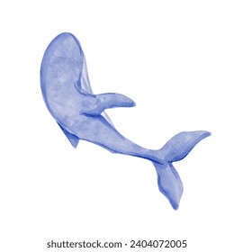 Marine mammal blue whale.Vector graphics.