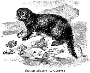 A marine mammal in the Mustelidae family of weasels, vintage line drawing or engraving illustration