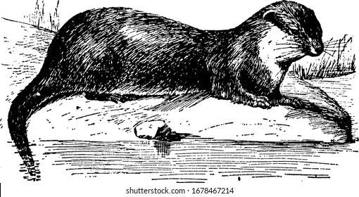 A marine mammal native to North America, it shows three different size of images in it, marine mammal shows in sea otter in it, vintage line drawing or engraving 