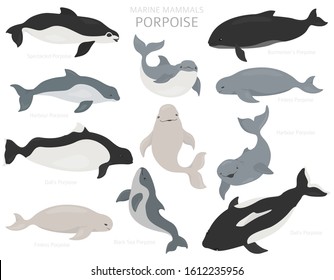 Marine mammals collection. Different porpoises set. Cartoon flat style design. Vector illustration