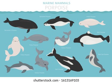 Marine mammals collection. Different porpoises set. Cartoon flat style design. Vector illustration