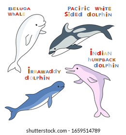 Marine mammals set with animal names (beluga whale, and other dolphins). Vector cartoon color illustration. 