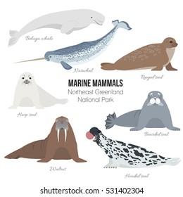 Marine mammals set of Greenland national park. Polar animals. Walrus, narwhal, harp, bearded, hooded, ringed seal, beluga whale arctic collection