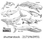 Marine mammals set, hand drawn sketch vector illustration isolated on white background. Collection of underwater life creatures - dolphin, cachalotand blue whale. Monochrome sketch with engraving.