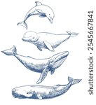 Marine mammals set. Hand drawn sketch vector illustration of whales and dolphin. Sperm whale, humpback whale, dolphin, beluga. Monochrome ink drawing, imitation of engraving.